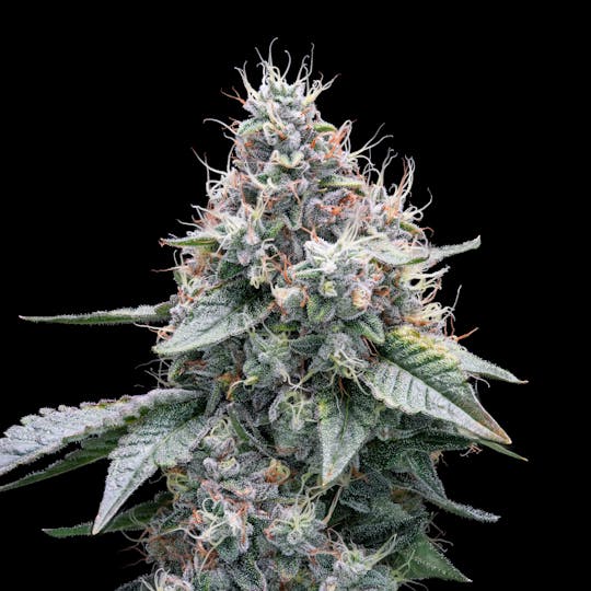 AETHER FIELDS - CRATER CAKE // PREMIUM INDOOR - 14G - 1