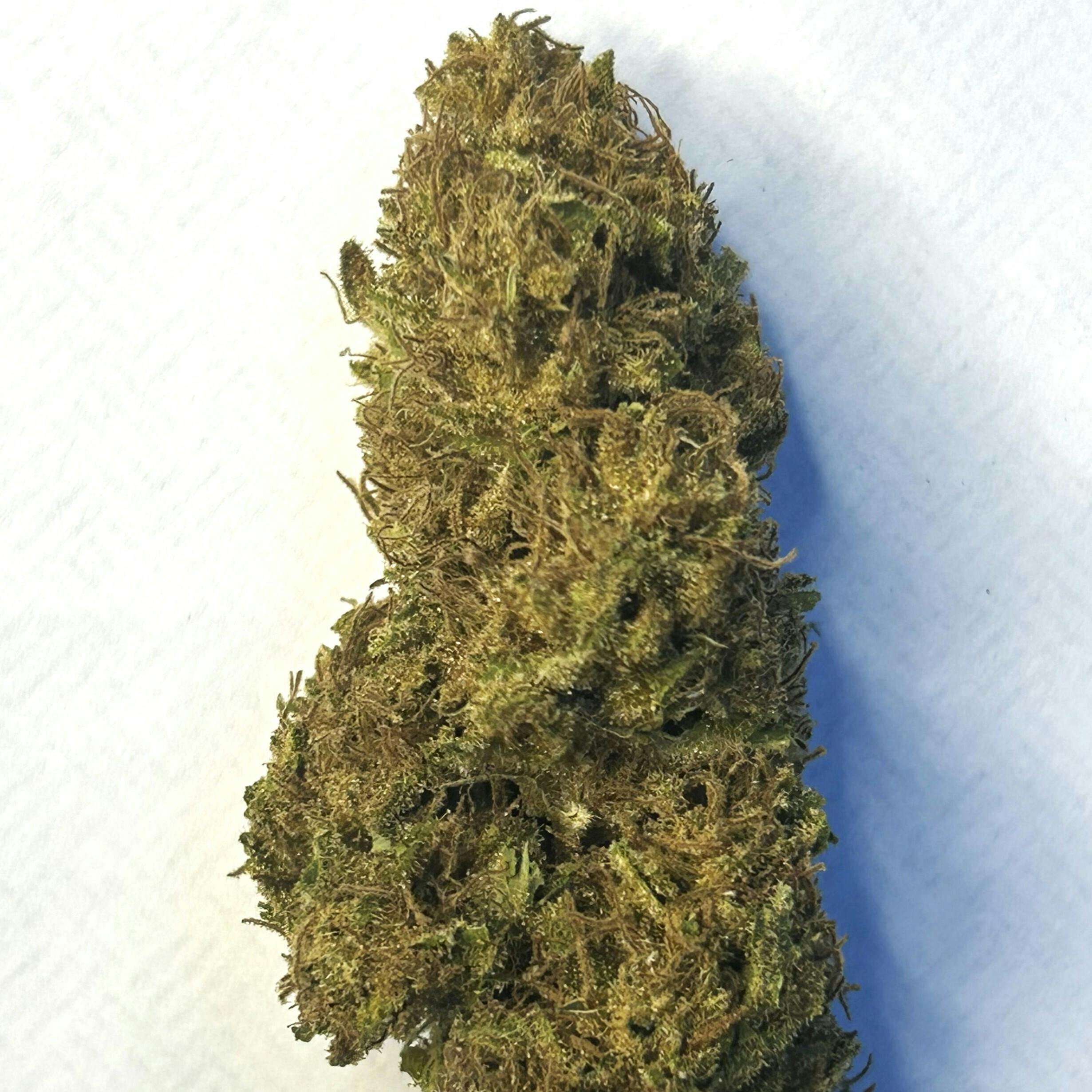 Daedalus Craft Cannabis - Golden Ticket Cookies - 1