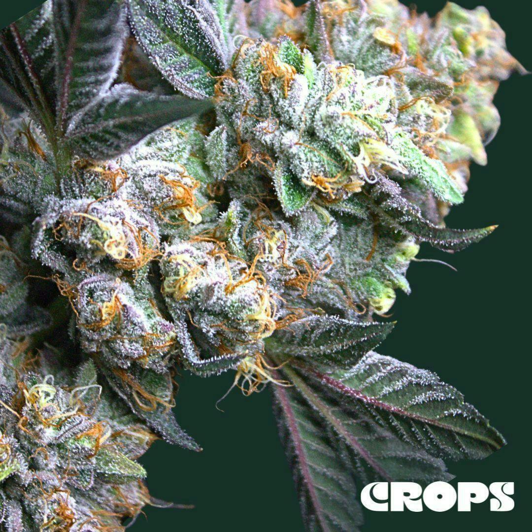 Crops Cannabis - Wedding Cake | 7g - 1