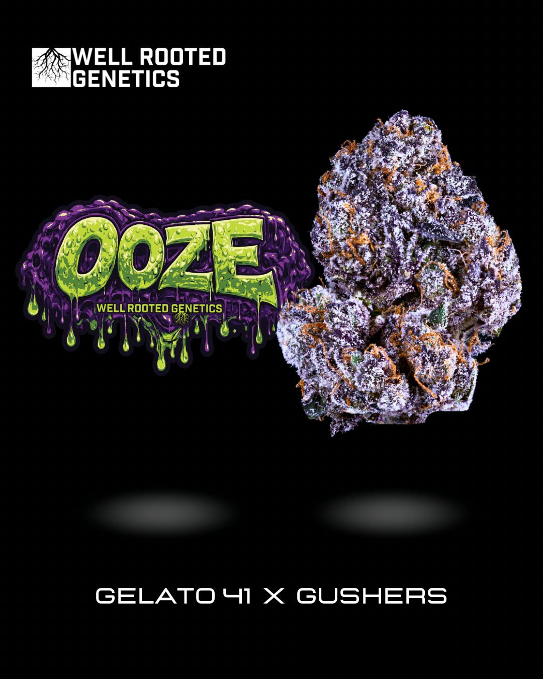 Well Rooted Genetics - Well Rooted Genetics | Ooze | Big Buds | 3.5g - 1