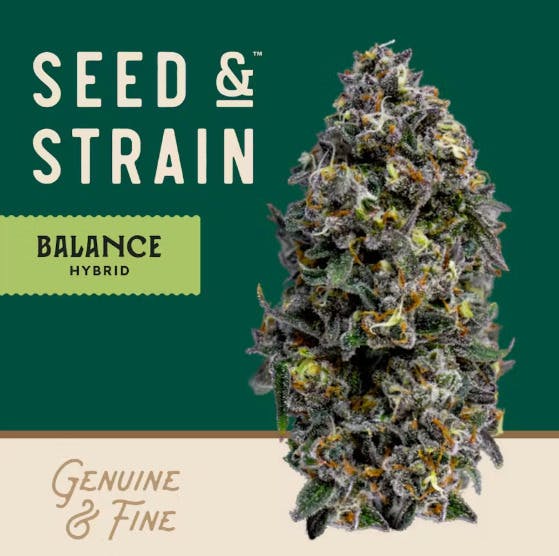 Seed & Strain - Meat Pie | Big Buds | 2.83g - 1