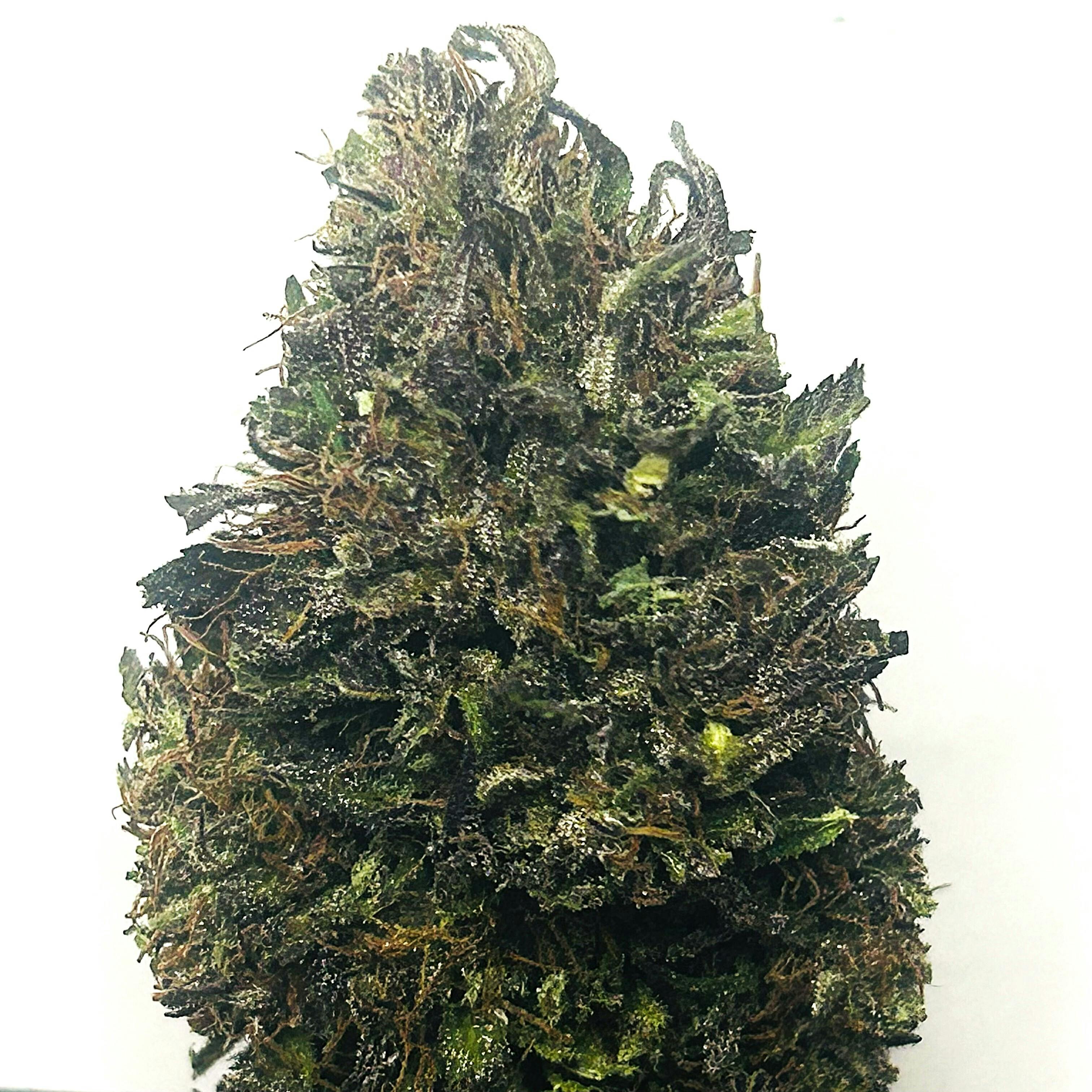 Daedalus Craft Cannabis - $80 Ounce of the Day - Pakistan Golden Treasure - 1