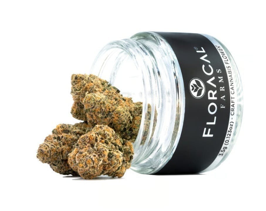 FloraCal Farms - FloraCal Farms | Purple Plague | Bigs Flower | 3.5g - 1