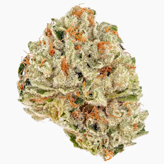 Don Verde - Julius Caesar (Hybrid) - 1