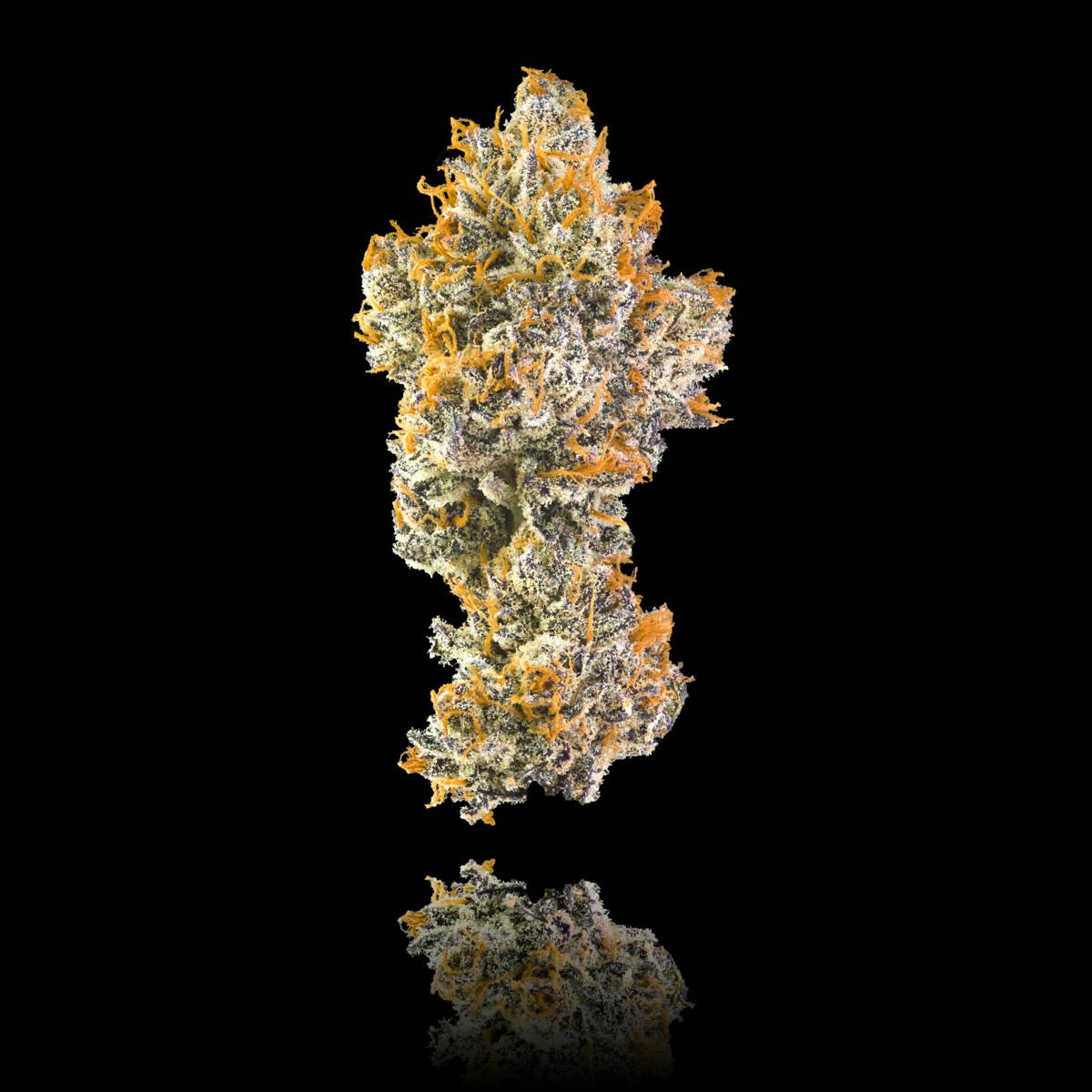 Maven Genetics - Orange Bellini - 1