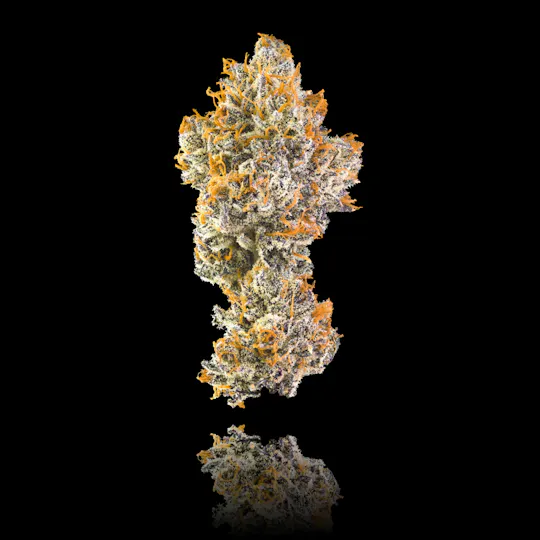 Maven Genetics - Orange Bellini - 1