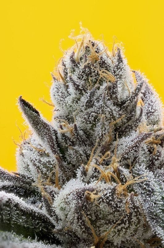 710 Labs - The Sweeties #7 Flower | 3.5g - 1