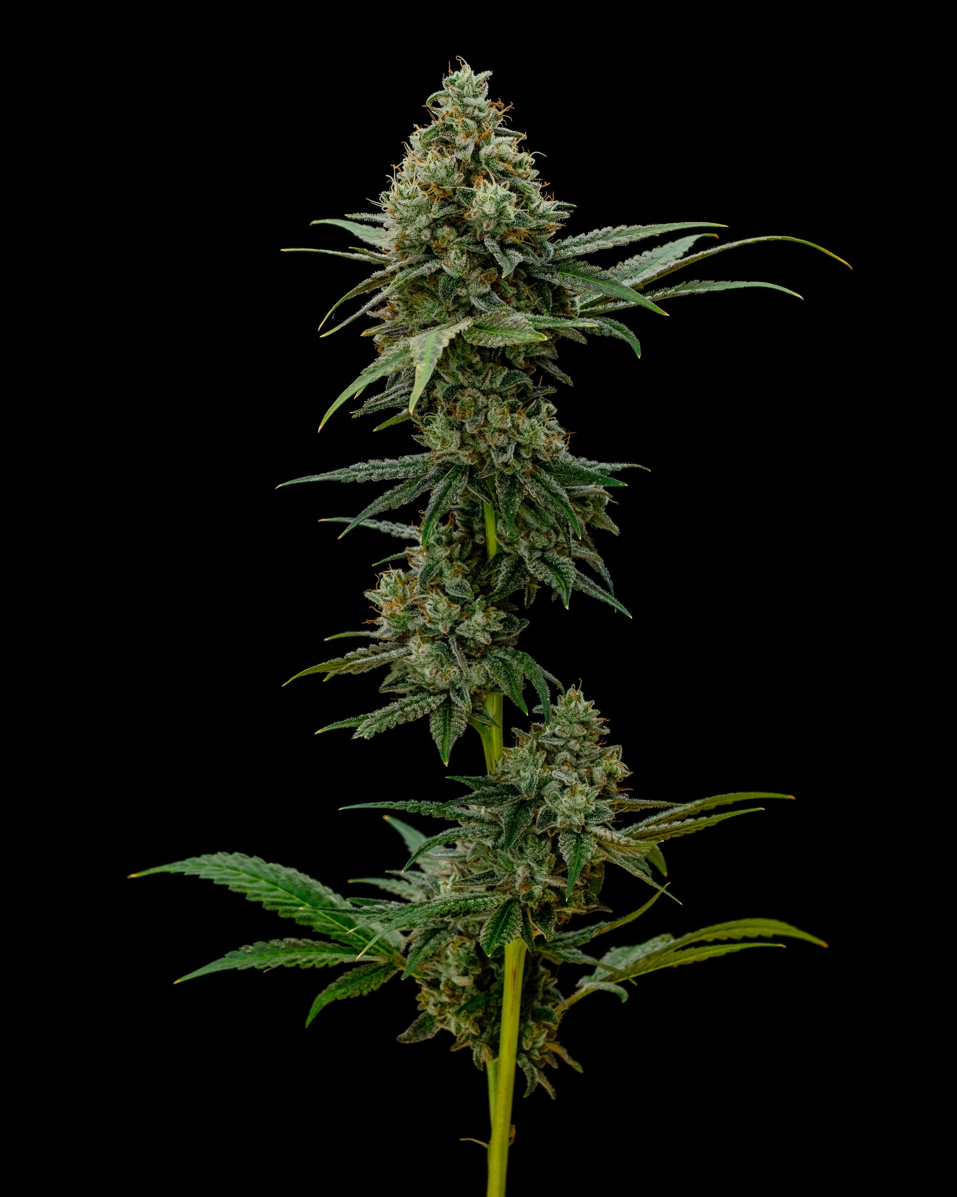 Recreational Habits - Eastside OG - 1