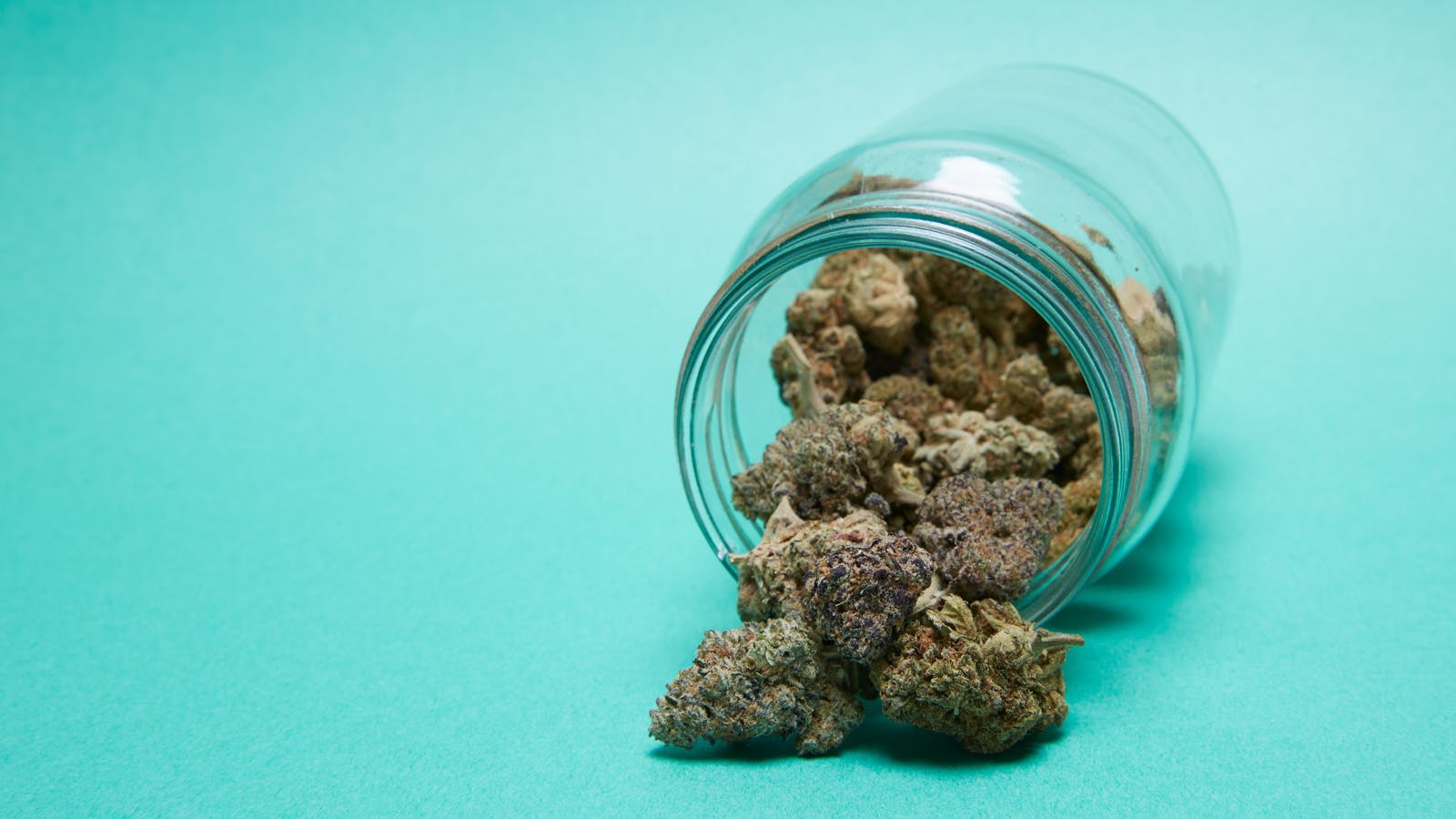 There are good Haze strains, and then there are great Haze strains.