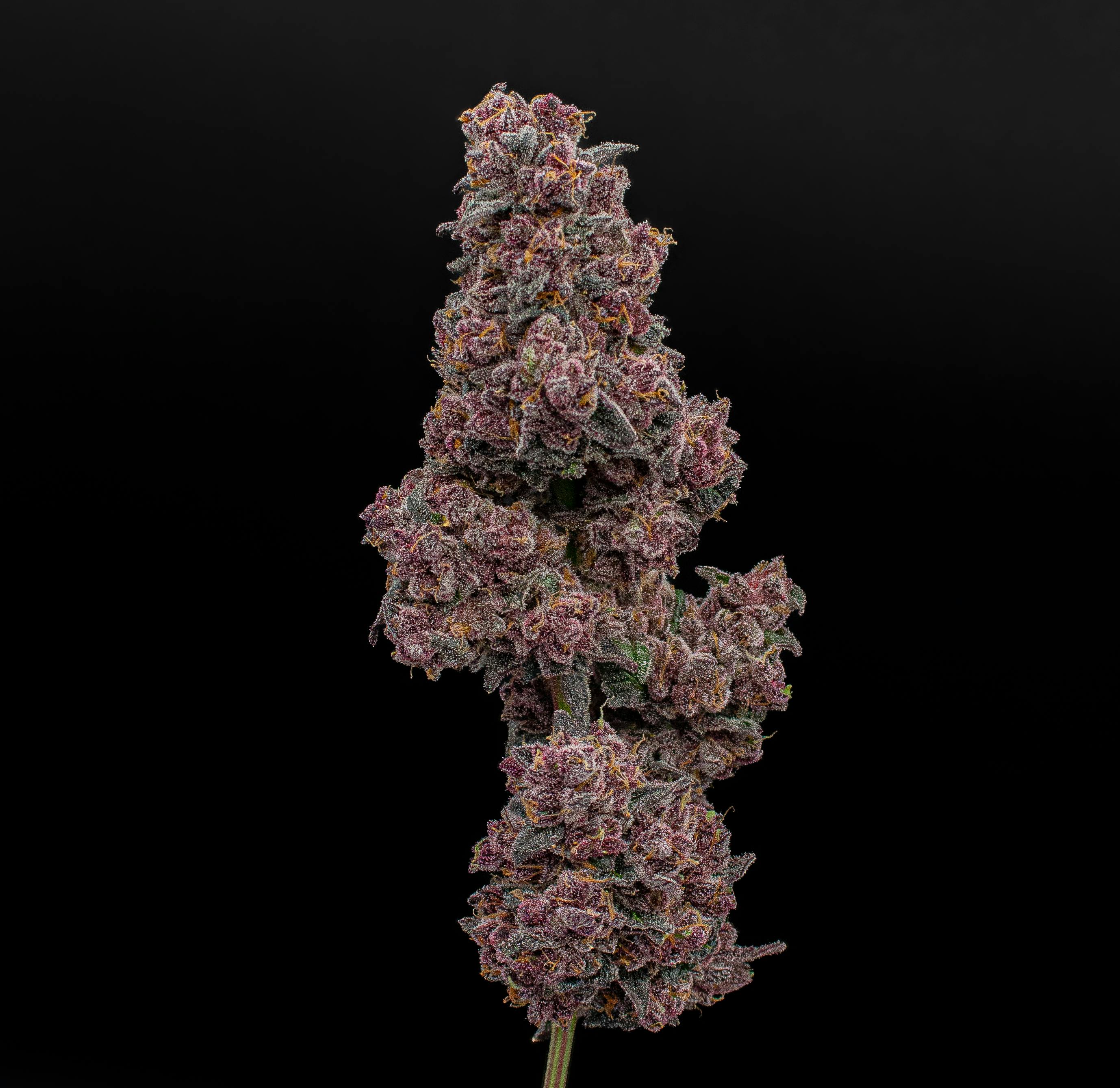 Green Dynasty - Glazed Ice | Joint | 1g - 1