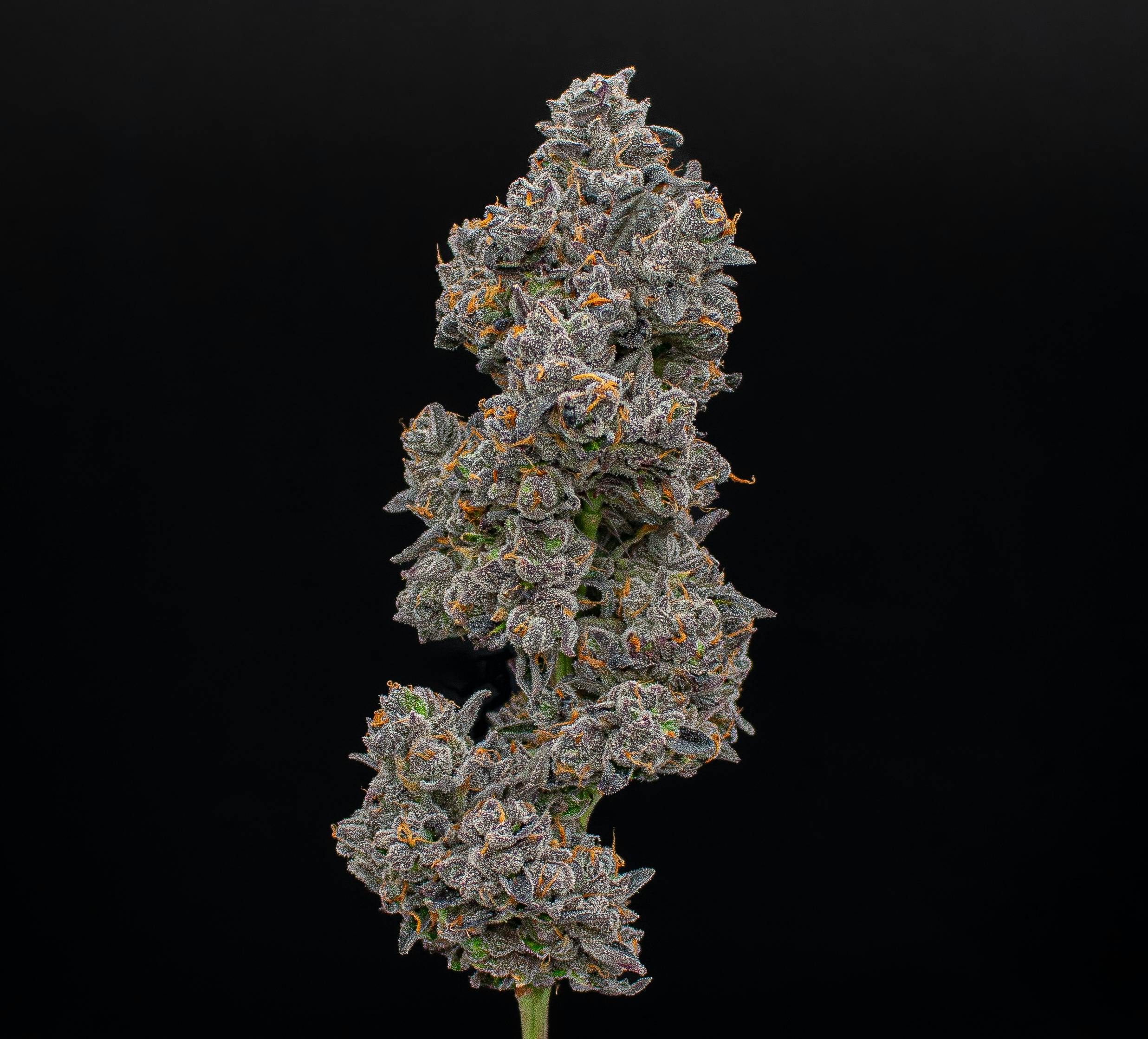 Green Dynasty - Apples & Bananas | Joints | 1g each | 10pk - 1