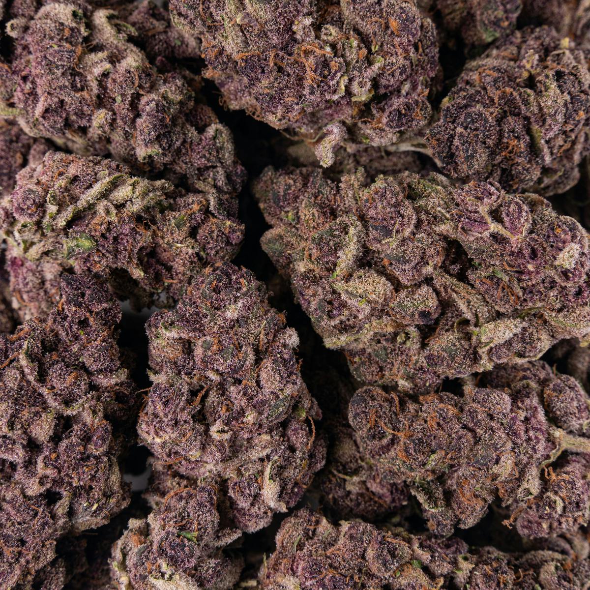 Pacific Stone - Pacific Stone | Purple Tangie | Big Buds | 1g - 1