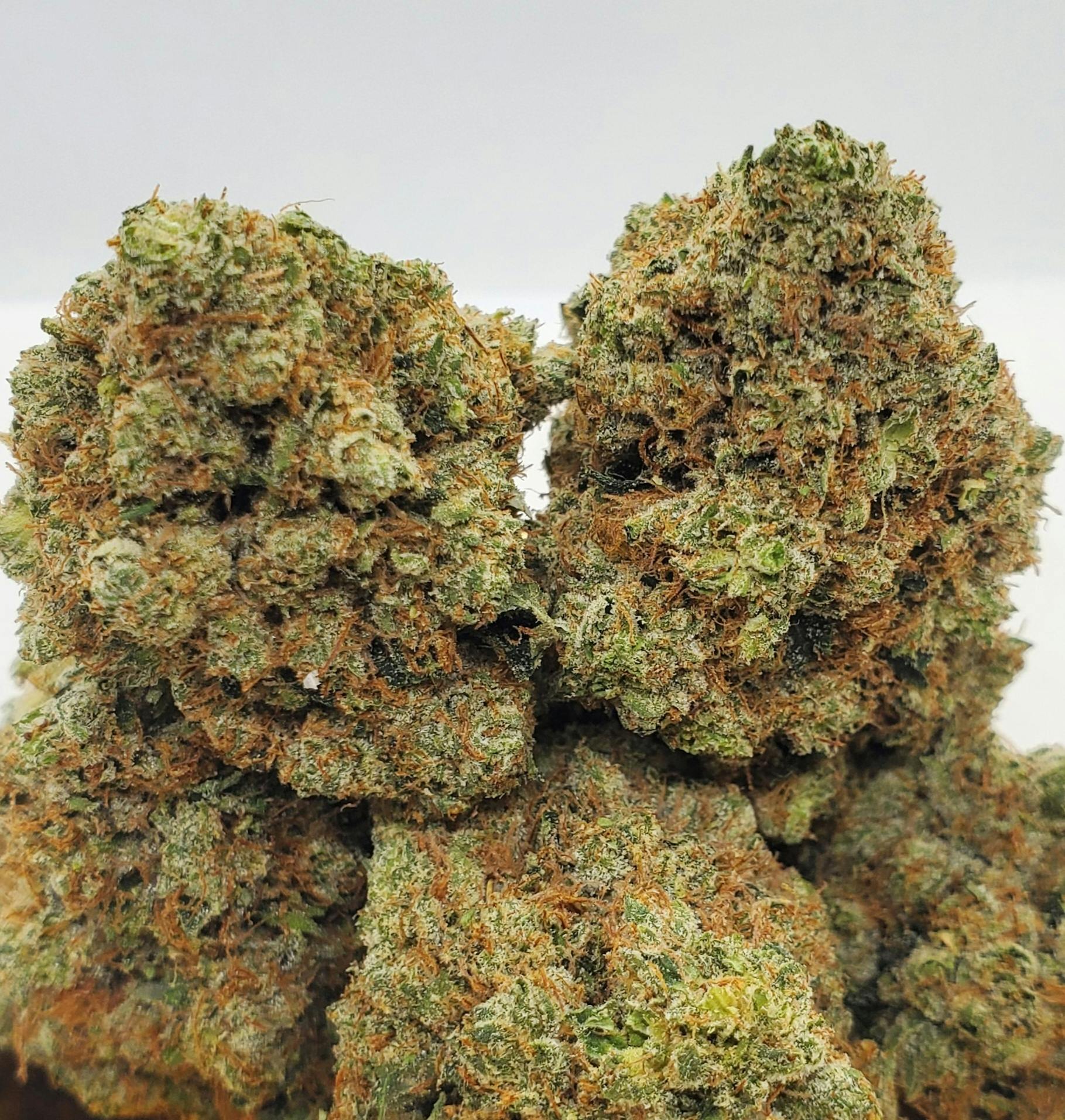 World Class Cannabis - King Louie XIII - 1
