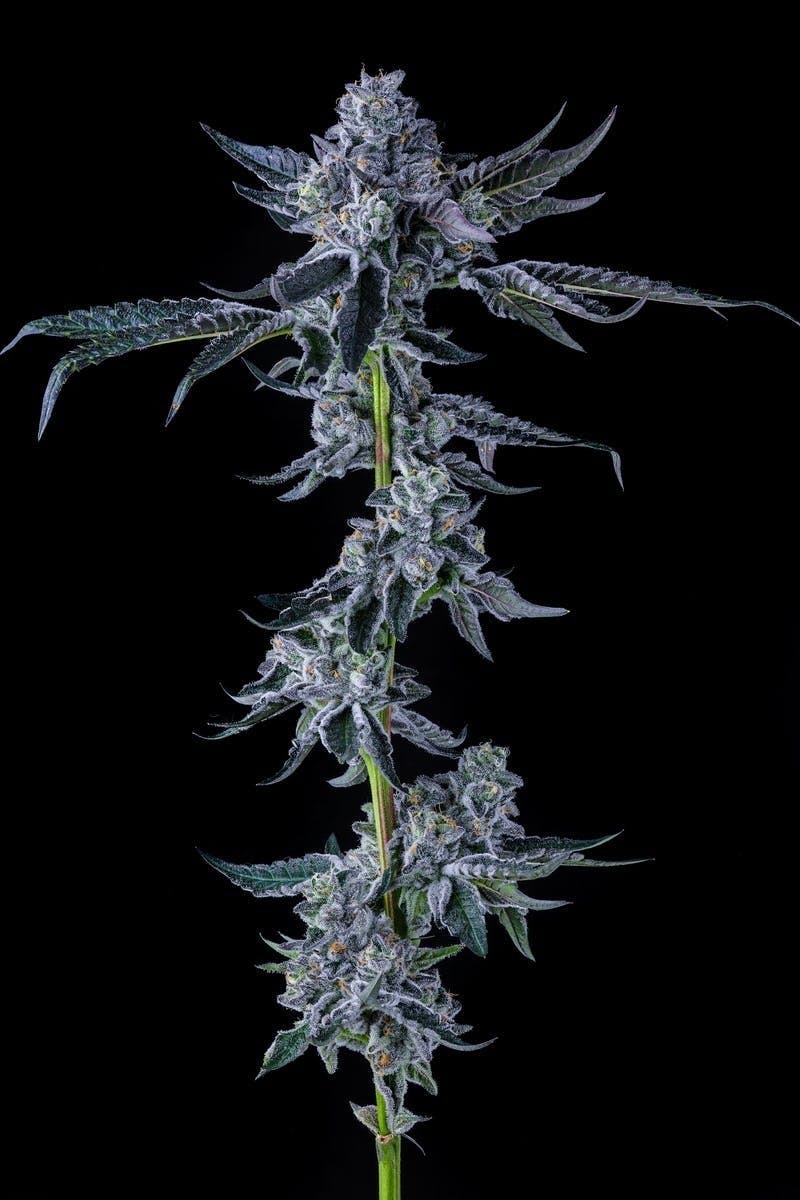 Decibel Gardens - Benjamins In Space | Indoor Flower | 3.5g - 1