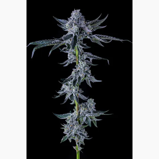 Decibel Gardens - Benjamins In Space | Indoor Flower | 3.5g - 1