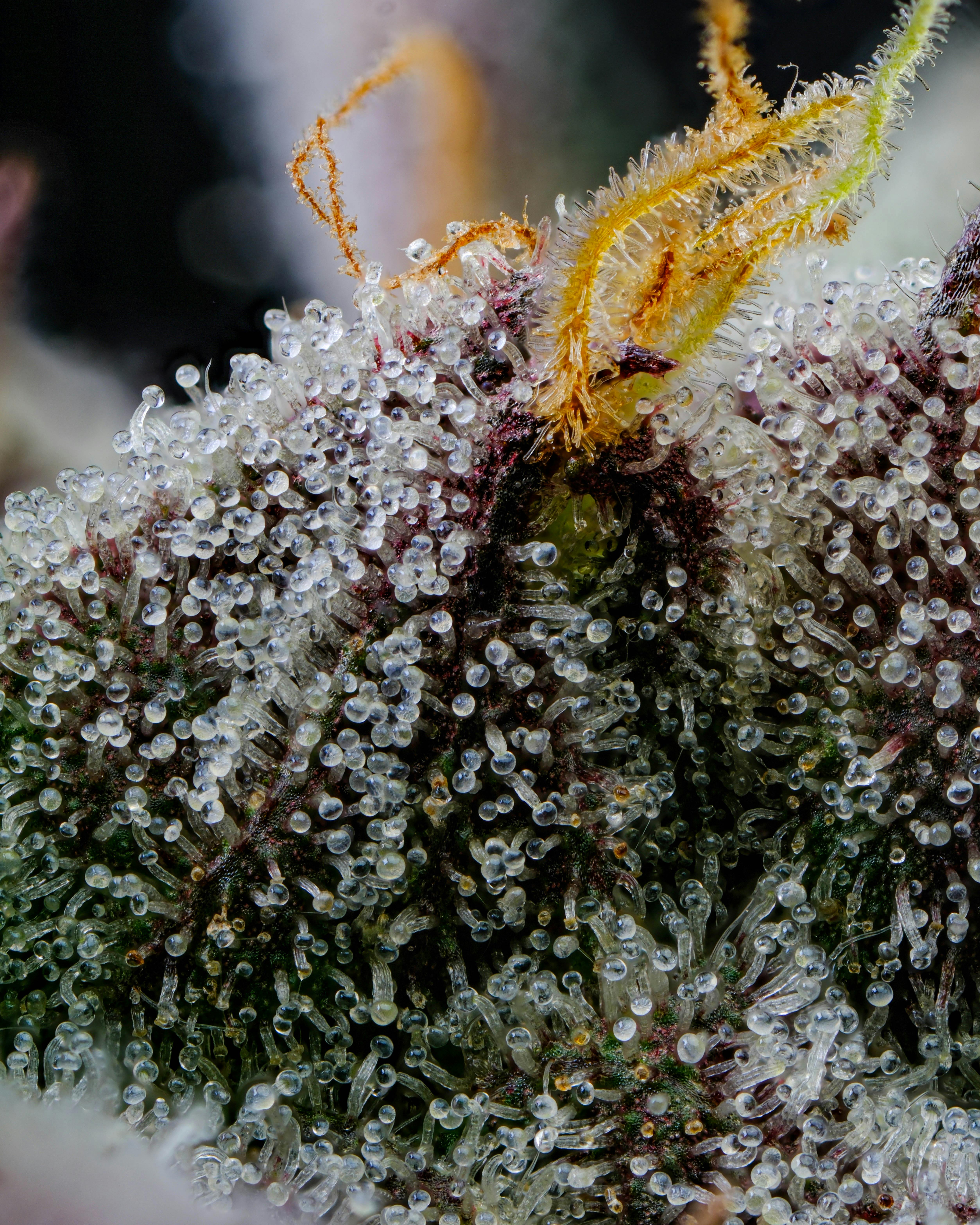 Recreational Habits - Sherb Cream Pie - 1