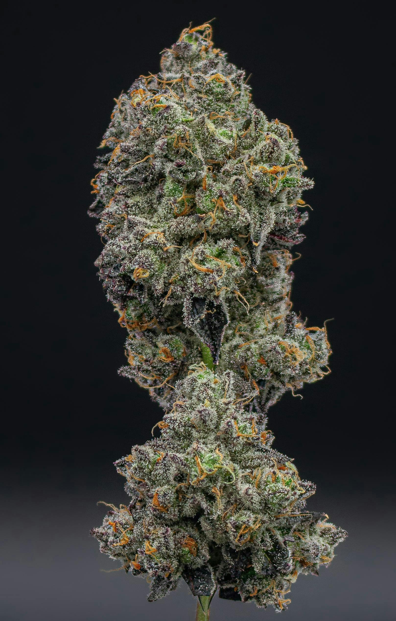 Green Dynasty - Funkdafied | Smalls | 14g - 1