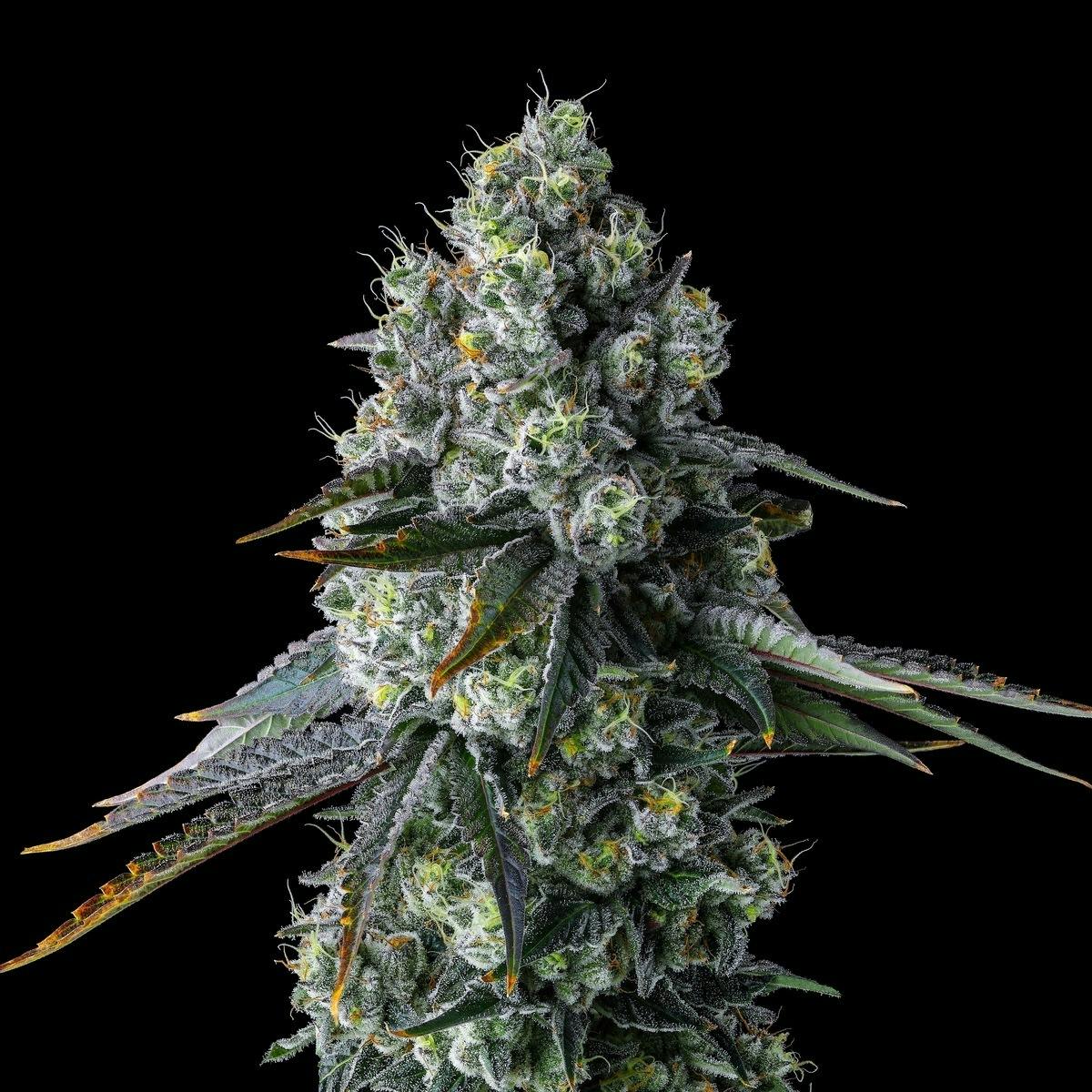 Maven Genetics - Chem 51 [3.5g] - 1