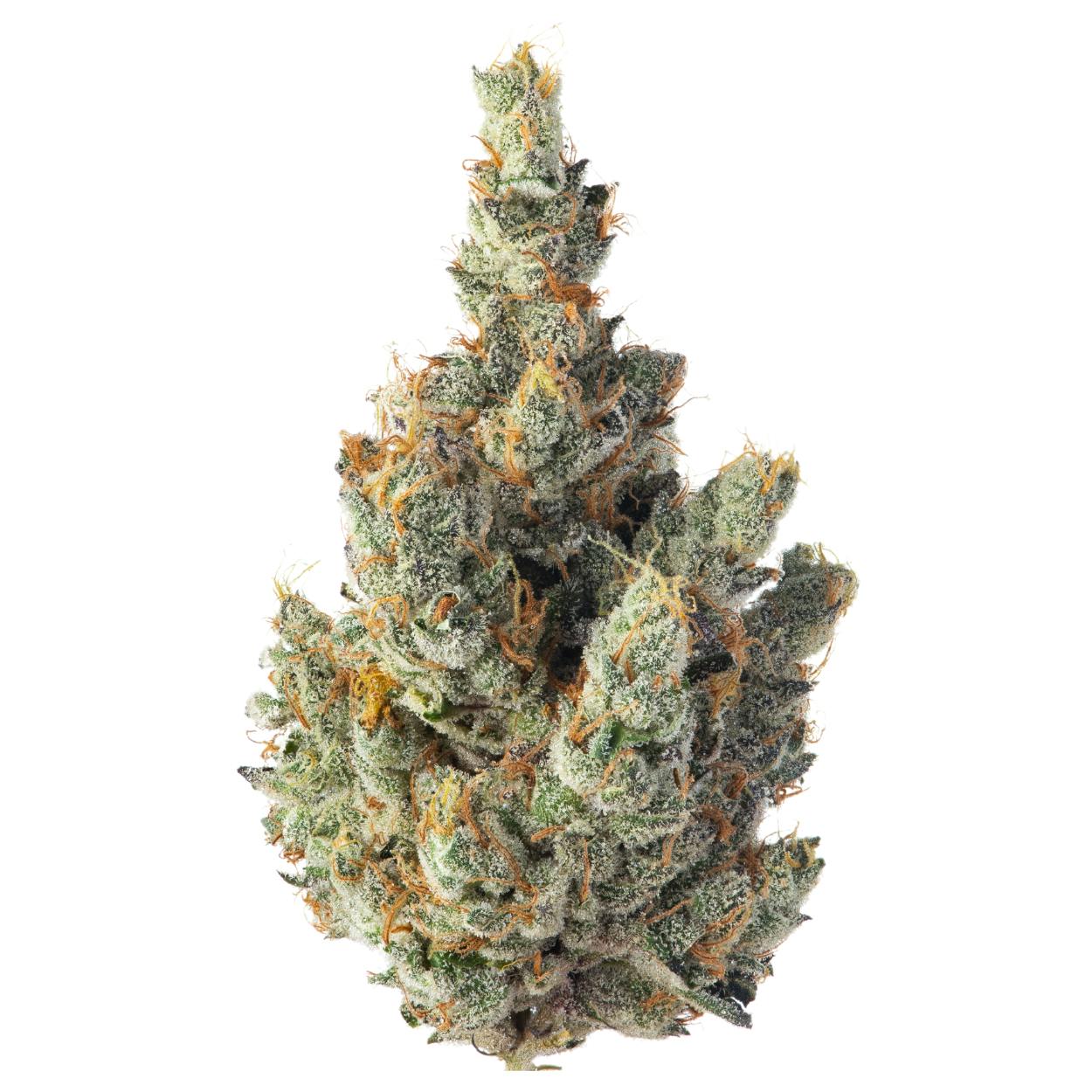 Sense - GMO - 1
