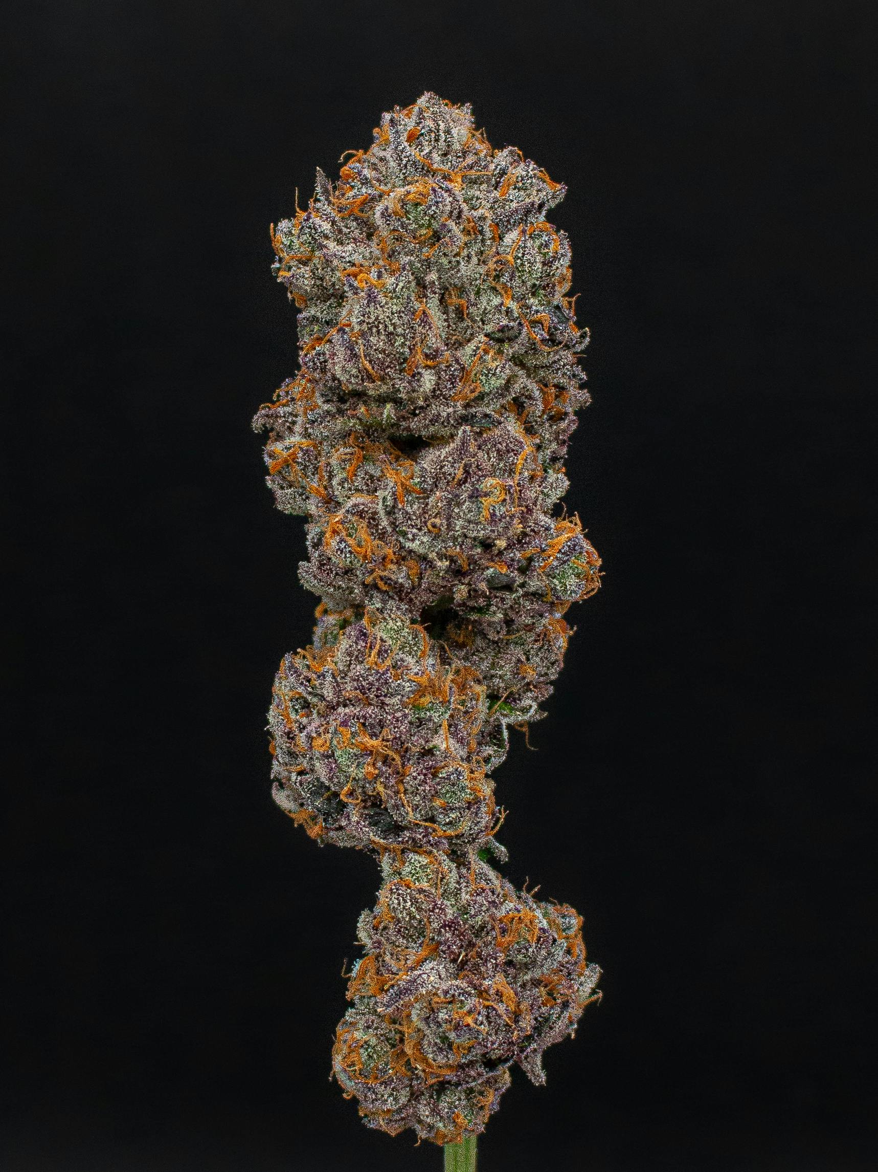 Green Dynasty - Tangie | Joint | 1g - 1