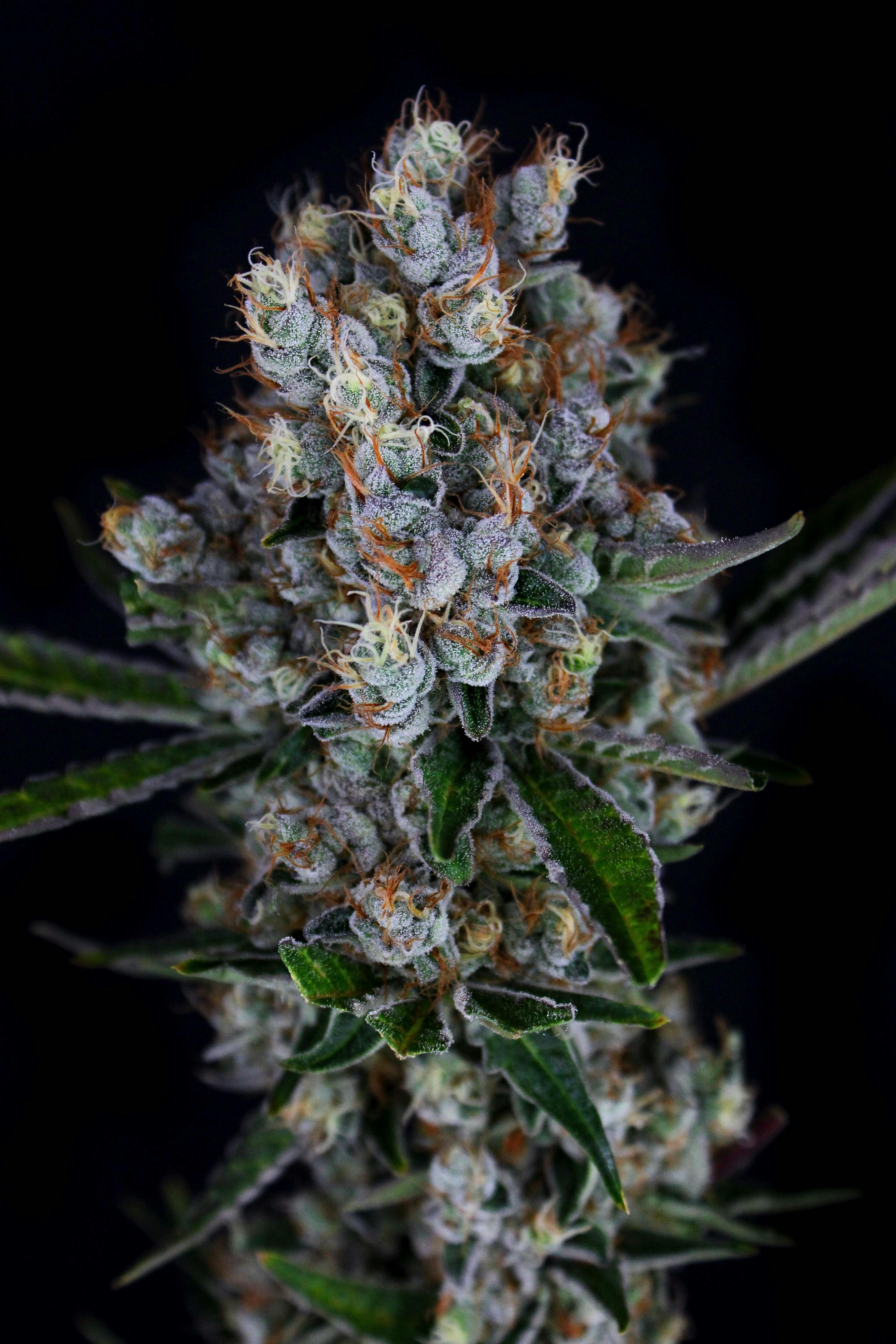3C - 3C | Anunnaki OG | 8th - 1