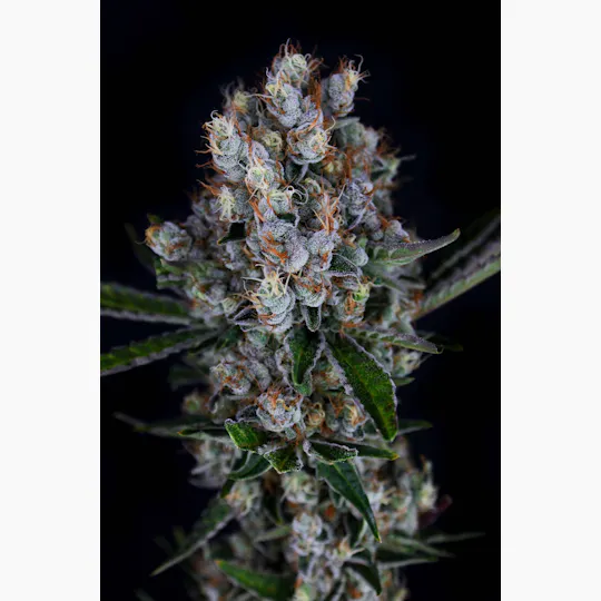 3C - 3C | Anunnaki OG | 8th - 1