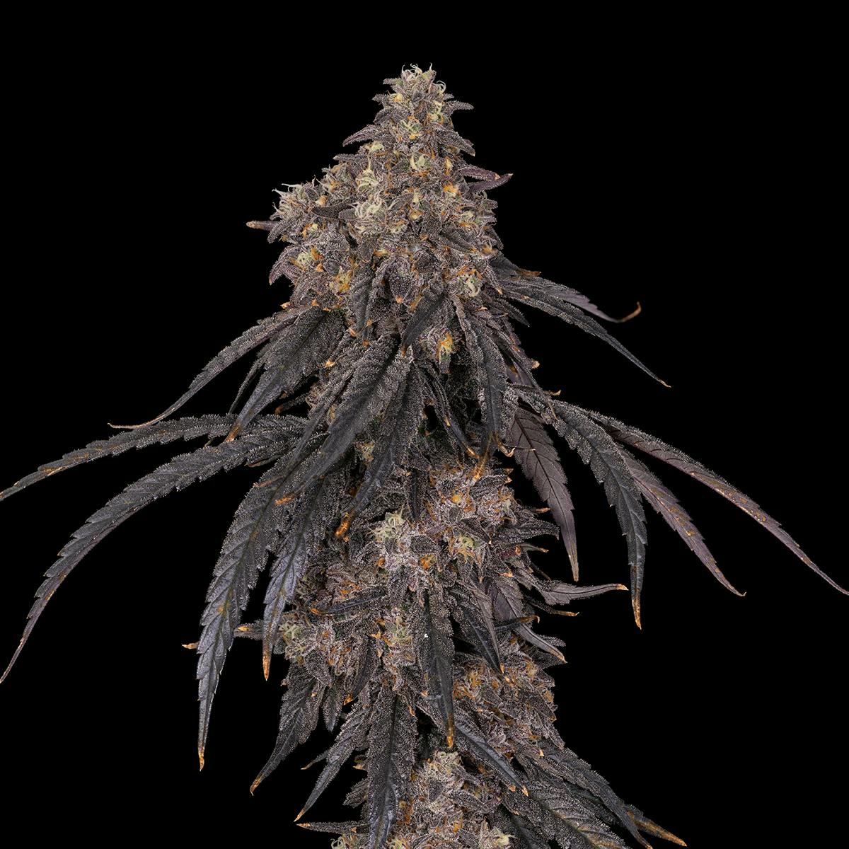 Grown Rogue - Apple Cheesecake | Big Buds | 7g - 1