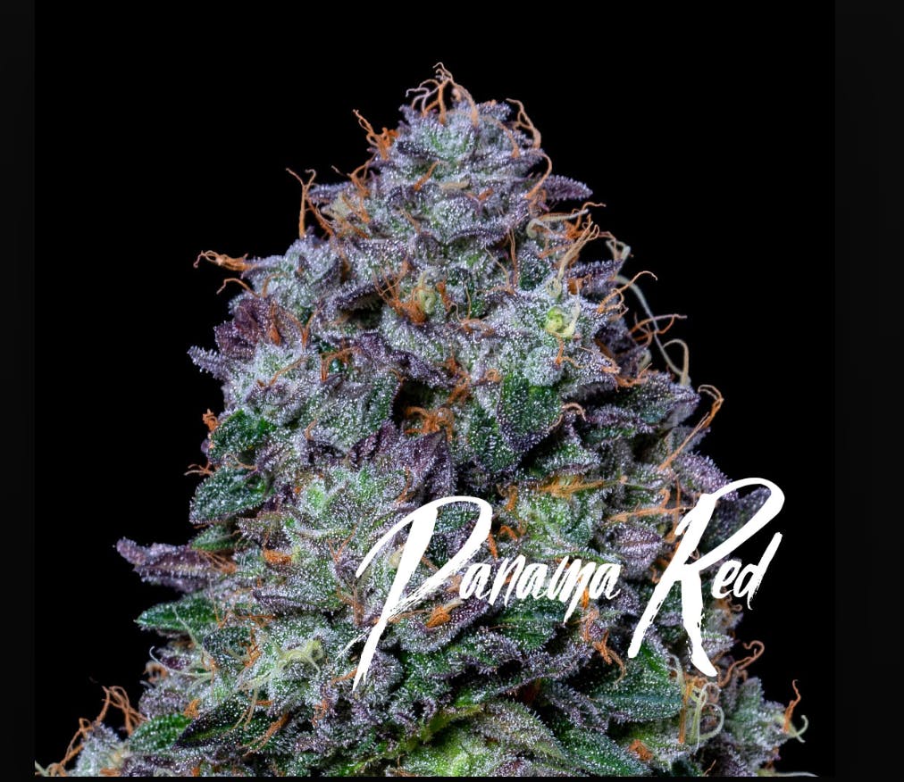 AltSol - Panama Red | Joint | 1g - 1