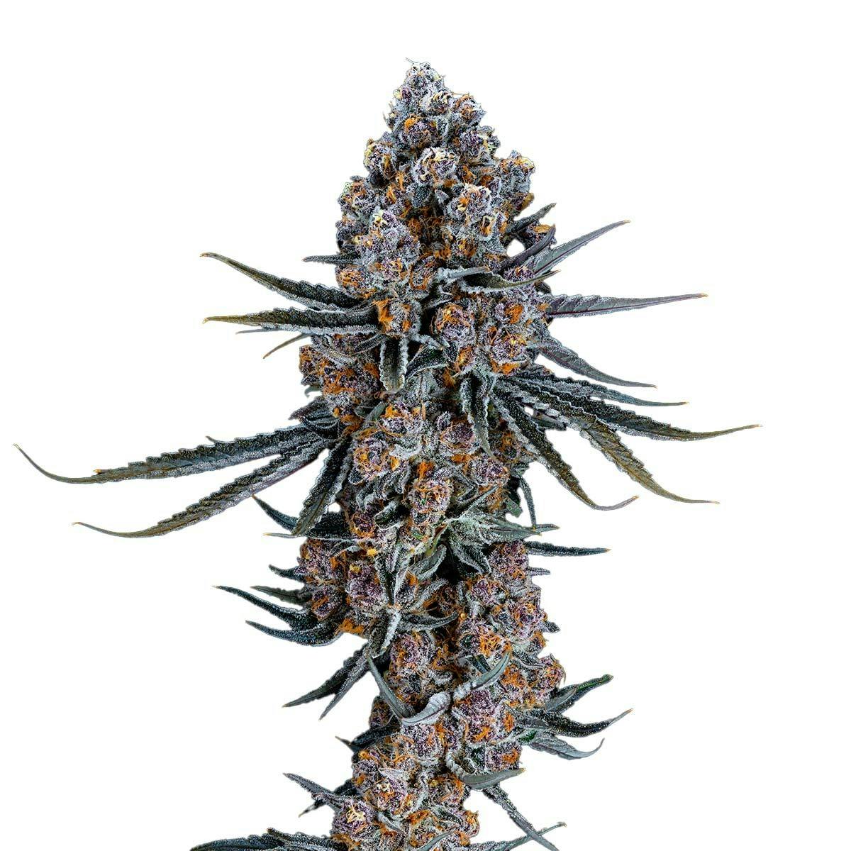 Freedom Road - Super Boof - 1