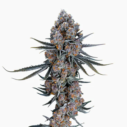 Freedom Road - Super Boof - 1