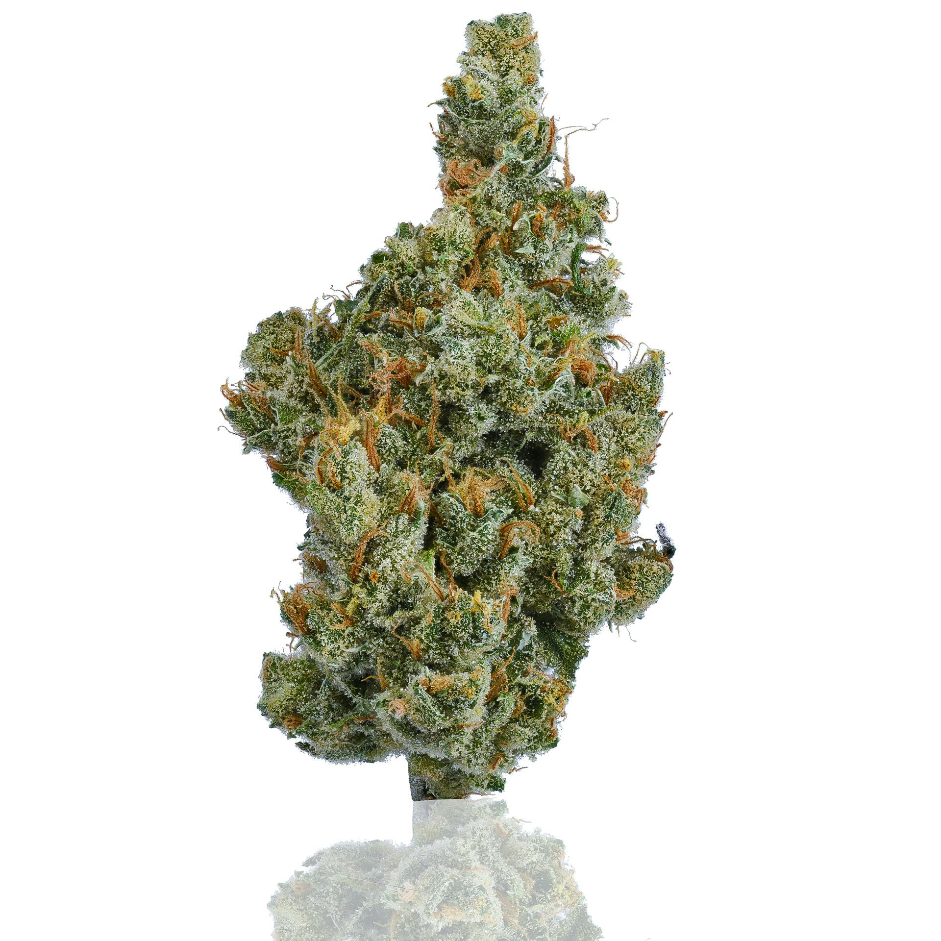 CAM - CAM | Super Silver Haze | Big Buds | 7g - 1