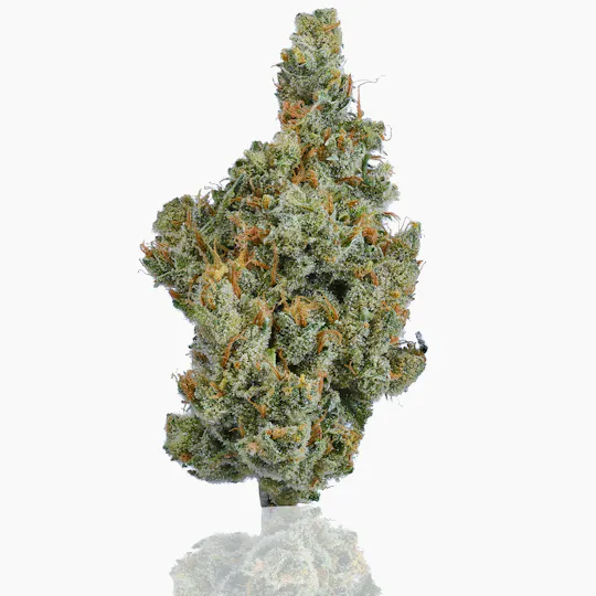 CAM - CAM | Super Silver Haze | Big Buds | 7g - 1