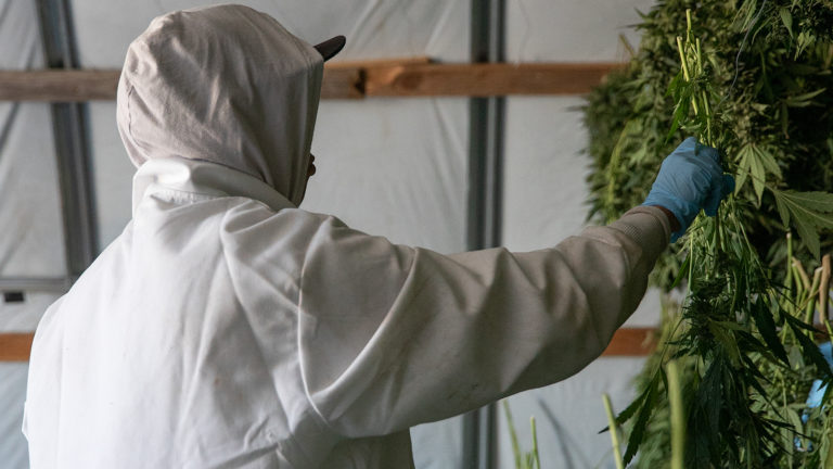 Click to see a larger version of the image cannabis harvest