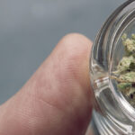 Hand holding pipe filled with weed.