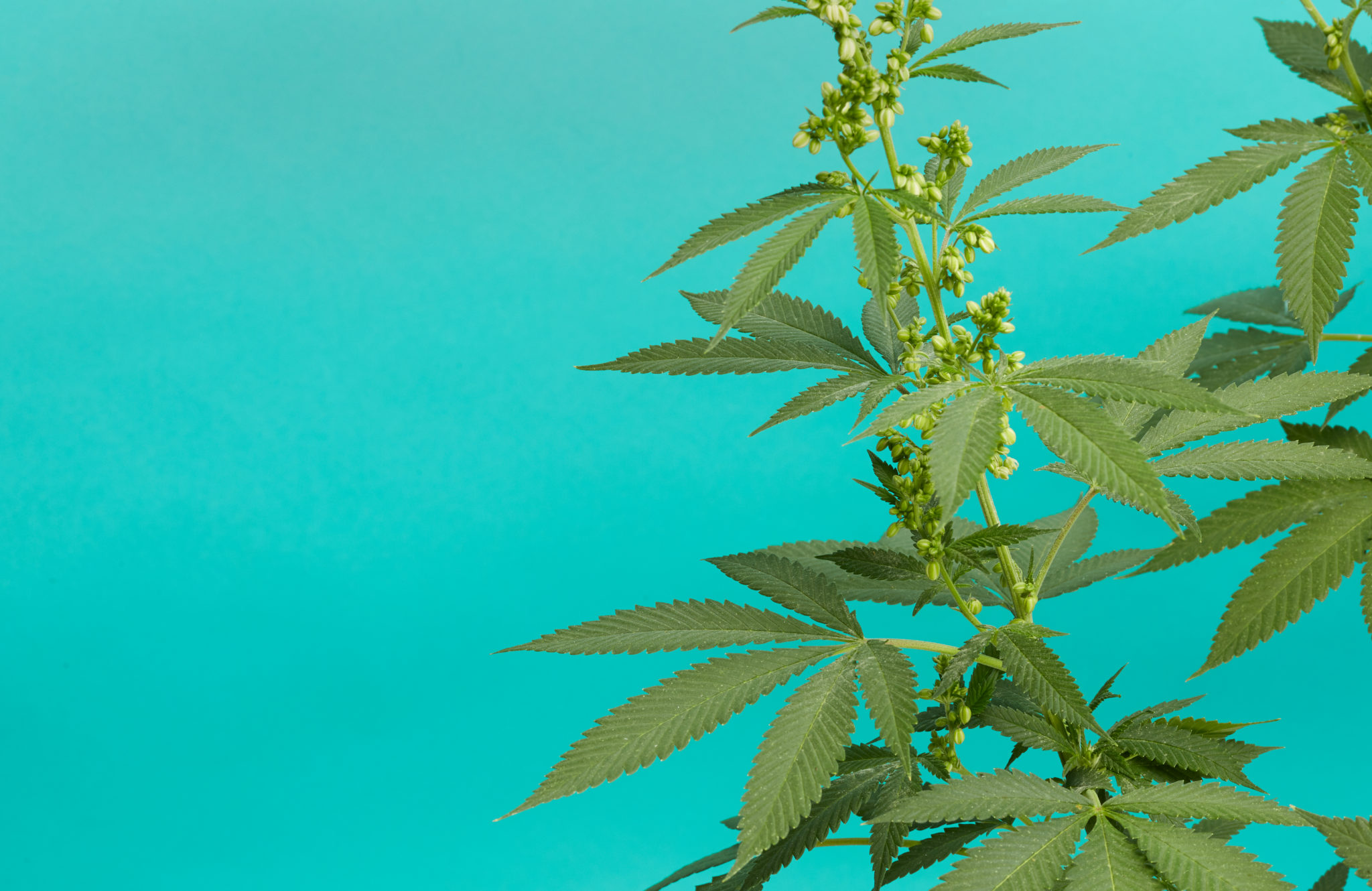 What Is Anther Anther Definition By Weedmaps what-is-anther-anther-definition-by-weedmaps
