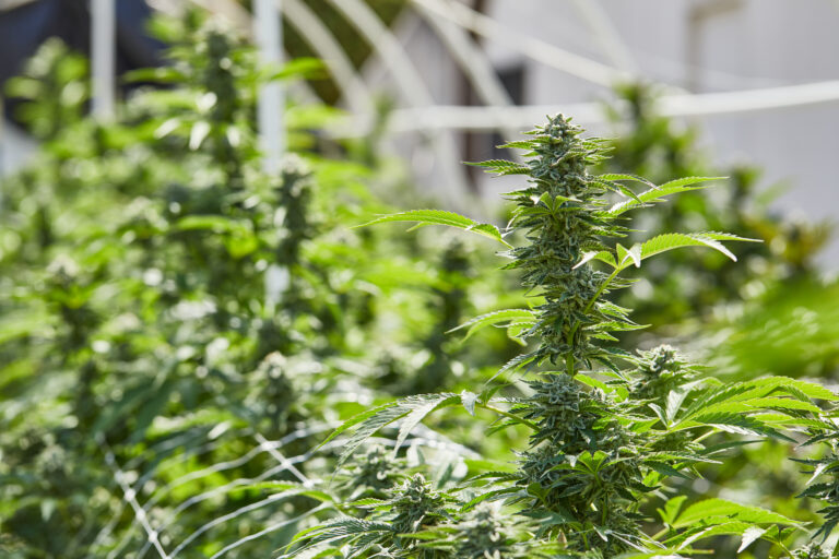 Click to see a larger version of the image Outdoor grown cannabis plants.