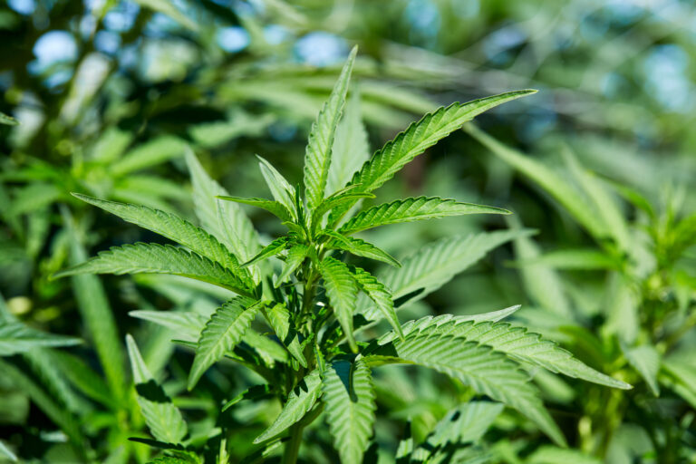 Click to see a larger version of the image Closeup of outdoor-grown cannabis.