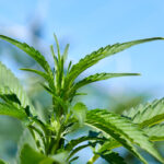 Closeup of outdoor grown cannabis.