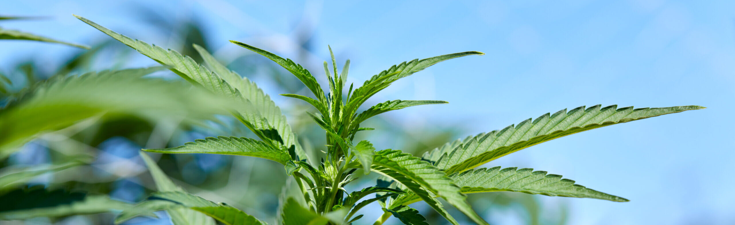 Closeup of outdoor grown cannabis.