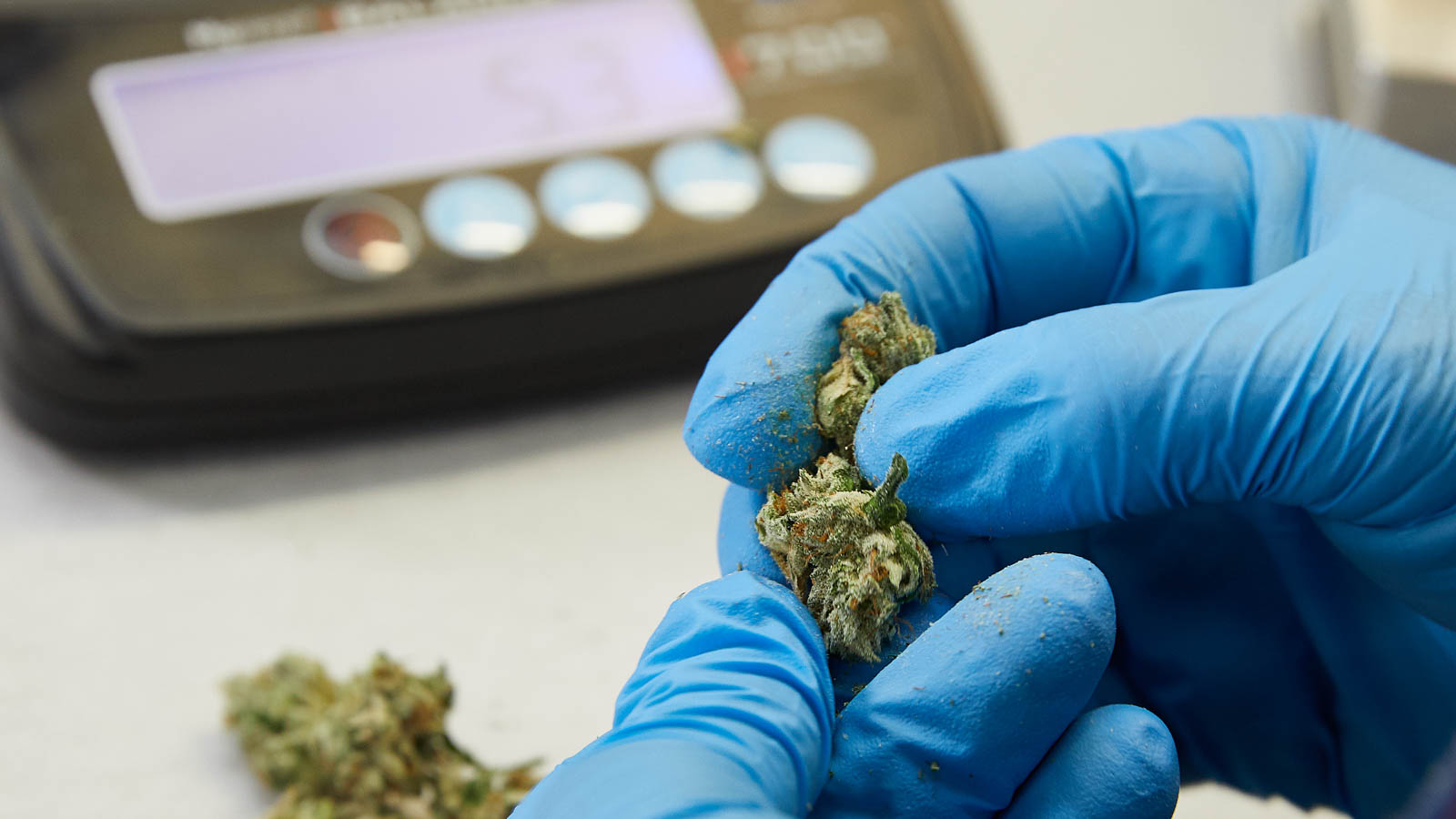 Checking cannabis for contaminants