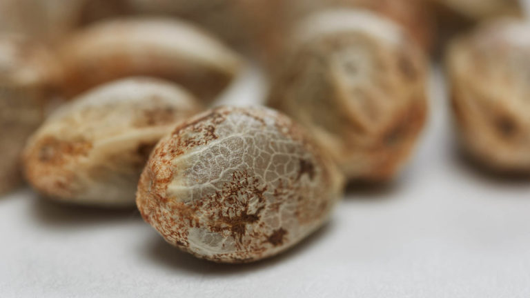 Click to see a larger version of the image cannabis seeds closeup