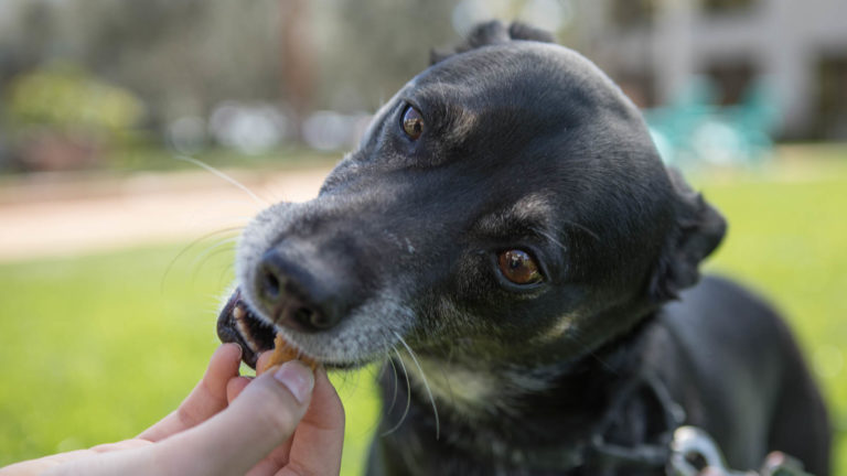 Click to see a larger version of the image cbd dog treat
