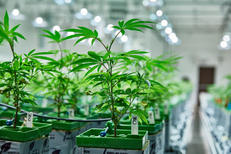 Click to see a larger version of the image Indoor grown cannabis in vegetative stage.