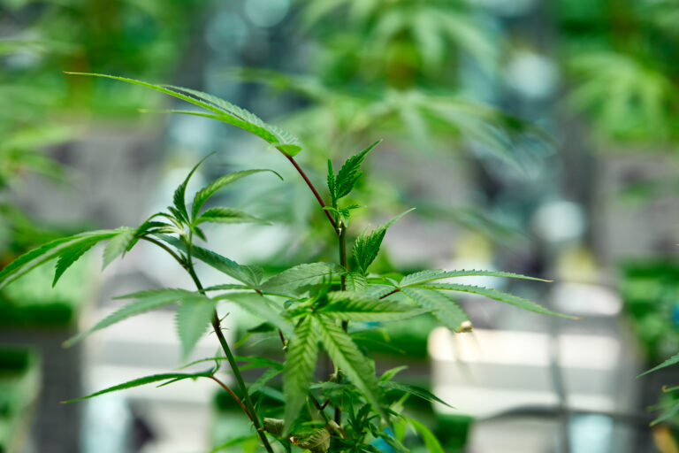Click to see a larger version of the image Close up of young cannabis plants at indoor grow.