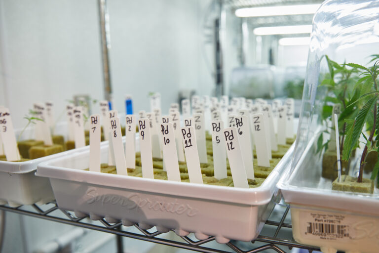Click to see a larger version of the image Cannabis clone starts in tray and labeled on shelf.