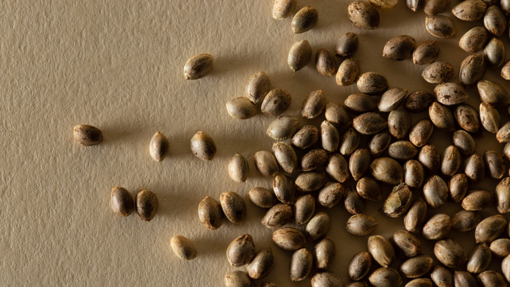 How To Buy Marijuana & Cannabis Seeds Weedmaps