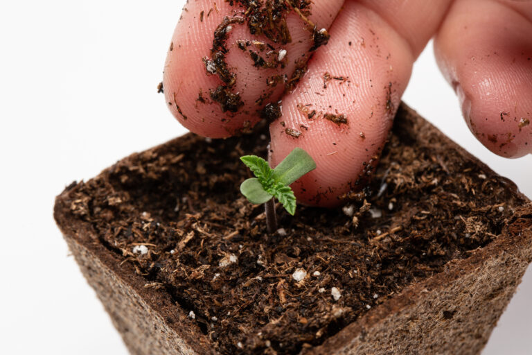 Click to see a larger version of the image Hand touching cannabis seedling in soil container.