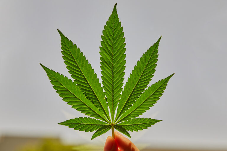 Click to see a larger version of the image Single sativa fan leaf held up by two fingers.