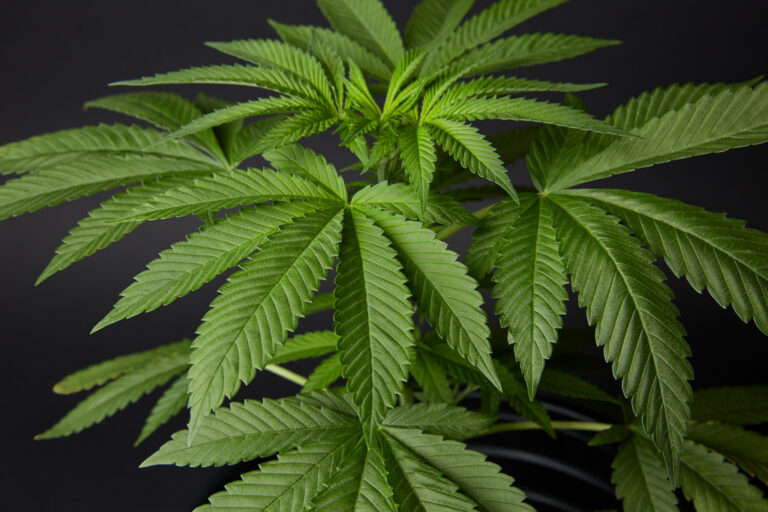 Click to see a larger version of the image Large cannabis fan leaves growing from cannabis plant.