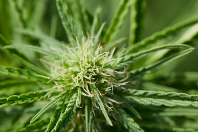 Click to see a larger version of the image Closeup of outddoor grown cannabis flower.